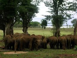 ELEPHANT TRANSIT HOME - UDAWALWE